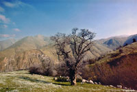 Kern Canyon Slender Salamander Habitat