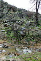 Fairview Slender Salamander Habitat