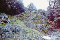 Fairview Slender Salamander Habitat