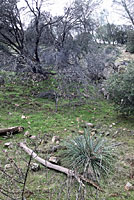 Tehachapi Slender Salamander Habitat