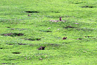 California Ground Squirrel burrows