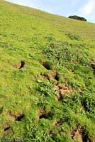 California Ground Squirrel burrows