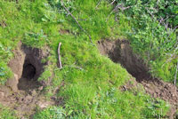 California Ground Squirrel burrows