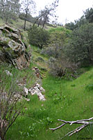 Tehachapi Slender Salamander Habitat