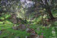 Tehachapi Slender Salamander Habitat