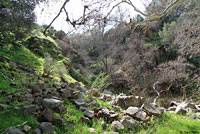 Tehachapi Slender Salamander Habitat