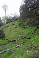 Tehachapi Slender Salamander Habitat