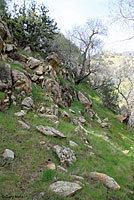 Tehachapi Slender Salamander Habitat