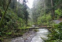 Coastal Giant Salamander Habitat