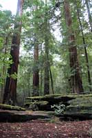 California Giant Salamander Habitat