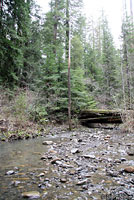 Coastal Giant Salamander Habitat