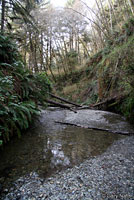 Coastal Giant Salamander Habitat