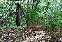 Coastal Giant Salamander Habitat