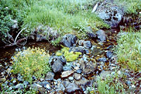 Coastal Giant Salamander Habitat