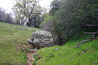 Yellow-blotched Ensatina Habitat