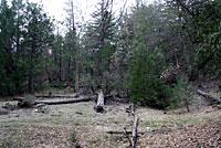 Large-blotched Ensatina Habitat