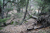 Large-blotched Ensatina Habitat