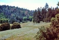 Large-blotched Ensatina Habitat