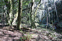 Oregon Ensatina habitat