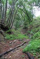 Santa Lucia Mountains Slender Salamander Habitat