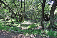 Yellow-eyed Ensatina Habitat