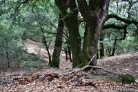 Oregon Ensatina habitat