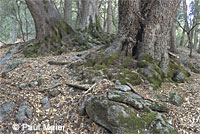 Large-blotched Ensatina Habitat