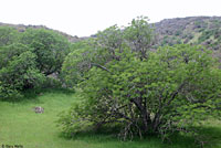 Tehachapi Slender Salamander Habitat