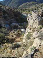 Desert Slender Salamander Habitat