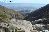 Desert Slender Salamander Habitat