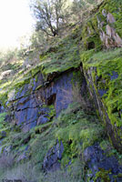 Limestone Salamander habitat