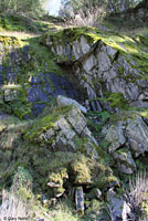 Limestone Salamander habitat