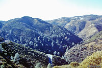 Limestone Salamander habitat