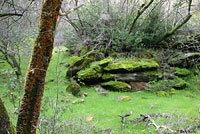 Limestone Salamander habitat