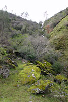 Limestone Salamander habitat