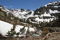 Mount Lyell Salamander Habitat