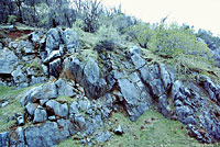 Coral-bellied Ring-necked Snake Habitat