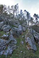 Shasta Salamander habitat