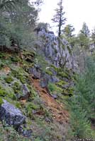 Shasta Salamander habitat