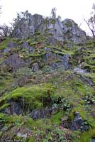 Shasta Salamander habitat