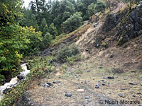 Shasta Salamander habitat