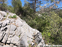 Shasta Salamander habitat