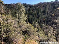 Shasta Salamander habitat