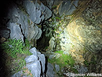 Shasta Salamander habitat