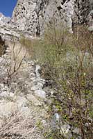 Mount Lyell Salamander habitat