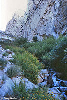 Mount Lyell Salamander habitat