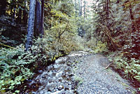 Southern Torrent Salamander Habitat