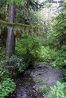 Del Norte Salamander Habitat