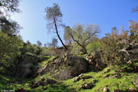 Kern Canyon Slender Salamander Habitat