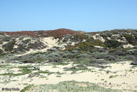 San Francisco Alligator Lizard Habitat